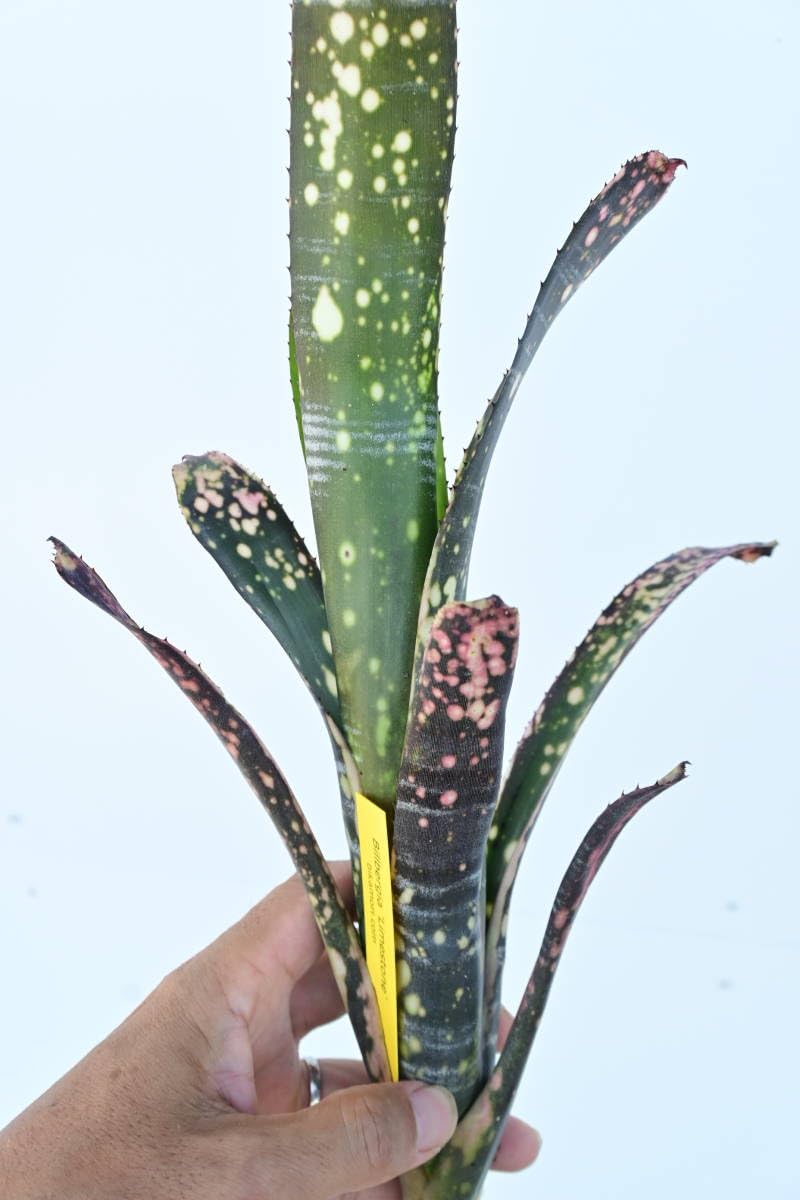 Amazon.co.jp: Billbergia 'Limestone' @bikamori.com ビルベルギア